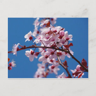 Almond Blossom Postcard