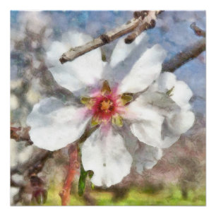 Almond Blossom Study Watercolor Painting Poster