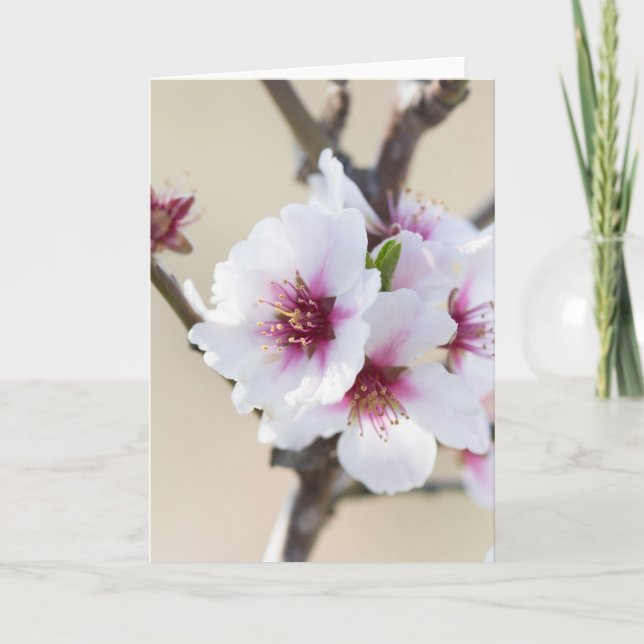 Almond blossoming card (Front)