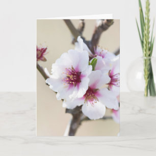 Almond blossoming card