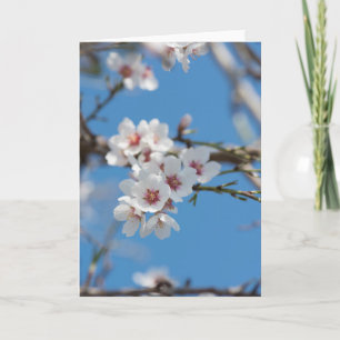 Almond blossoming card