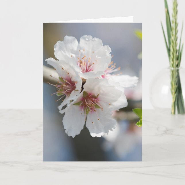 Almond blossoming card (Front)