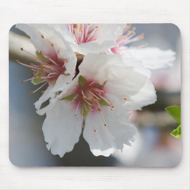 Almond blossoming mouse pad (Front)