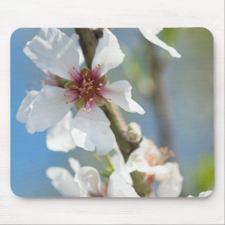 Almond blossoming mouse pad