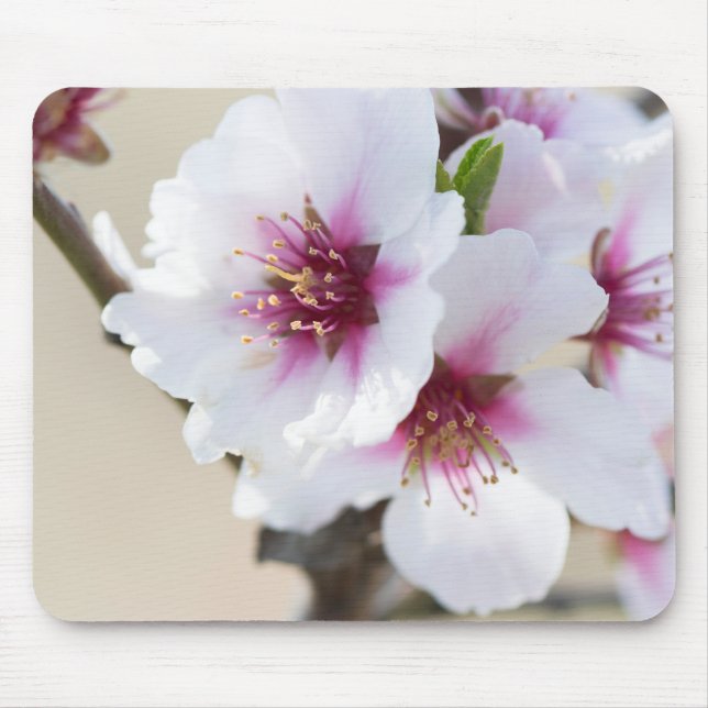 Almond blossoming mouse pad (Front)