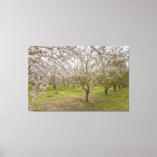 Almond Blossoms Canvas Print