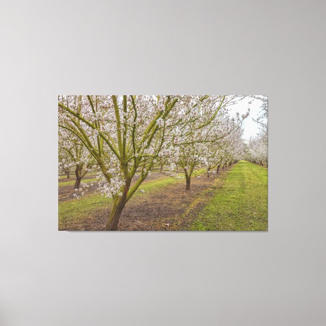 Almond Blossoms  Canvas Print (Front)