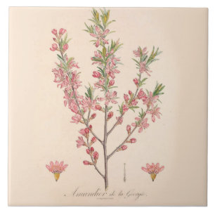 Almond Blossoms Printed Ceramic Tile Kitchen Decor