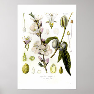 Almond Poster