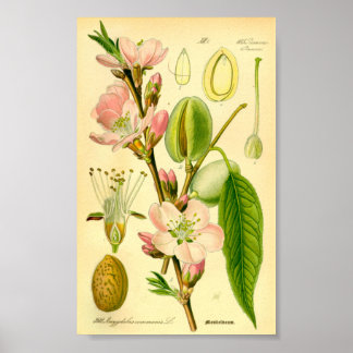 Almond (Prunus amygdalus) Poster