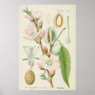 Almond Tree, Amygdalus communis, Poster