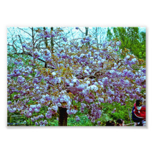 Almond Tree in Monet's Garden Photo Print