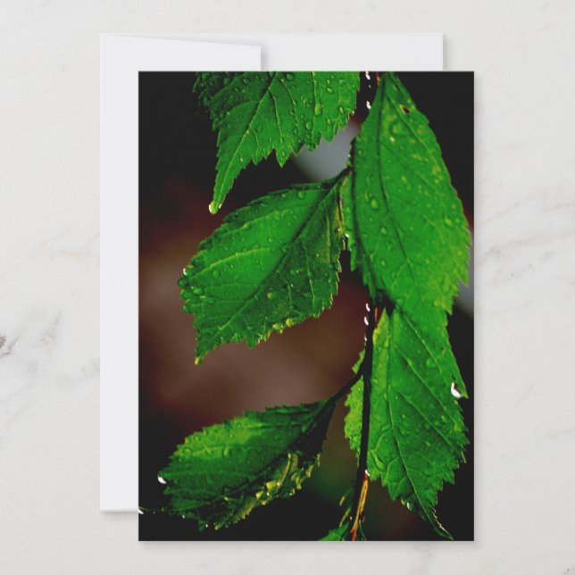 Almond Tree Leaves Invitation (Front)
