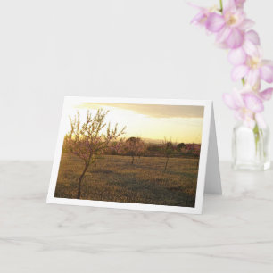 Almond Tree Orchard in Spring Card