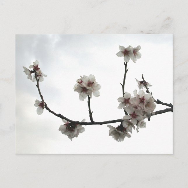 almond tree postcard (Front)