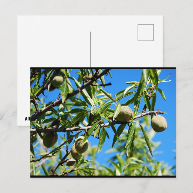 Almonds in Blue Sky Postcard (Front/Back)