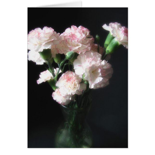 Almost White Carnations 2 (Front)