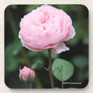 Alnwick Castle Rose Coaster