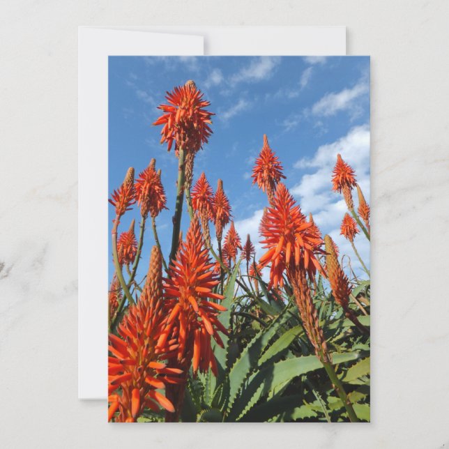 Aloe Arborescens invitation, customize Invitation (Front)