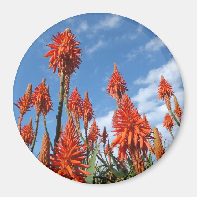 Aloe Arborescens magnet (Front)