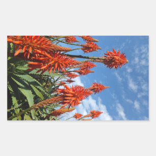 Aloe Arborescens stickers