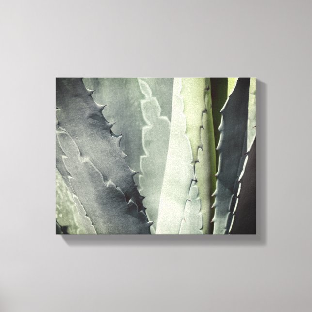 Aloe Canvas Print (Front)