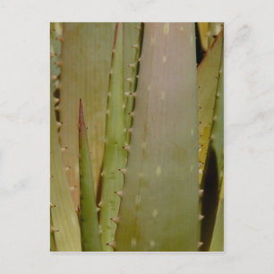 Aloe close-up Postcard