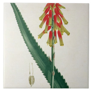 Aloe from 'Phytographie Medicale' by Joseph Roques Tile