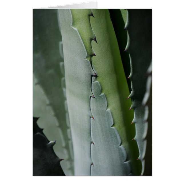 Aloe - Macro Fine Art Photograph (Front)