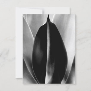 Aloe - Macro Fine Art Photograph in Black & White Postcard