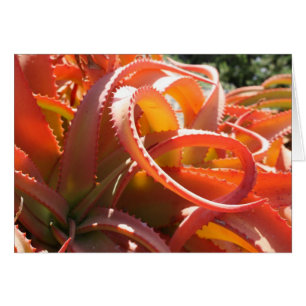 Aloe vanbalenii card