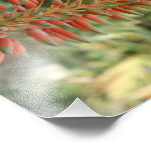Aloe Vera Photo Kodak Photo Paper (Satin) Print