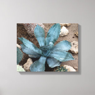 Aloe Vera Plante Photo Toile Enveloppée Imprimer