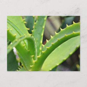 Aloe Vera Postcard
