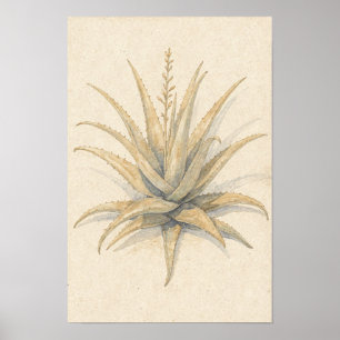 Aloe Vera Rosette Botanical Poster on Ivory