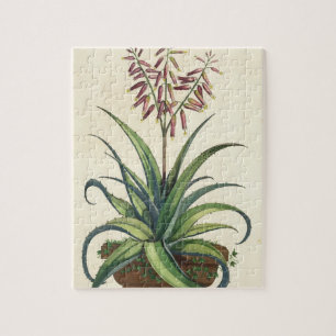 Aloe Vera Vulgaris, from 'Phytographia Curiosa', p Jigsaw Puzzle