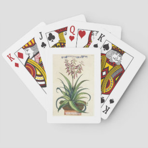 Aloe Vera Vulgaris, from 'Phytographia Curiosa', p Playing Cards