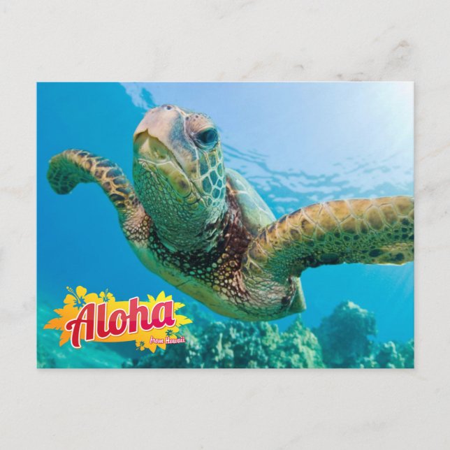 Aloha de Hawaii Honu Green Sea Turtle Carte postal (Devant)