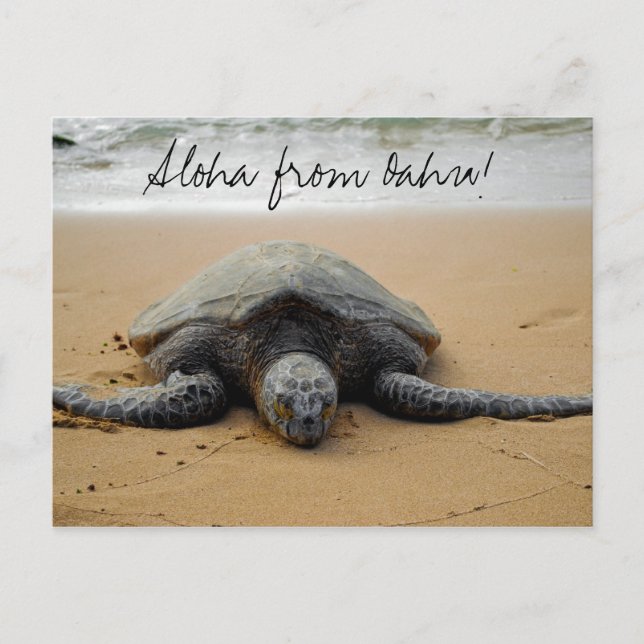Aloha d'Oahu ! Carte postale avec la tortue de mer (Devant)