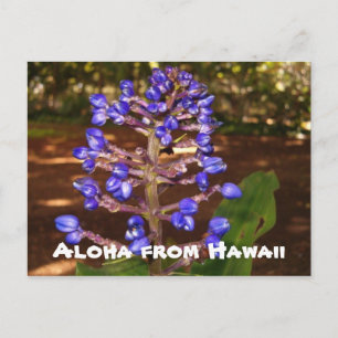 Aloha from Hawaii Postcard