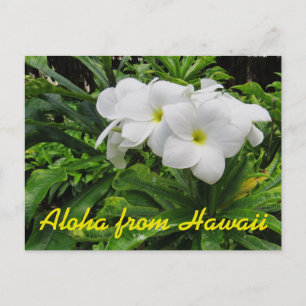 Aloha Hawaii White Plumeria Tropical Flower Postcard