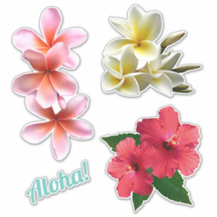 Aloha Hawaiian Flowers Plumeria Hibiscus 