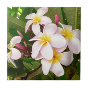 Aloha Hawaiian Frangipani Blossoms Plumerias Tile