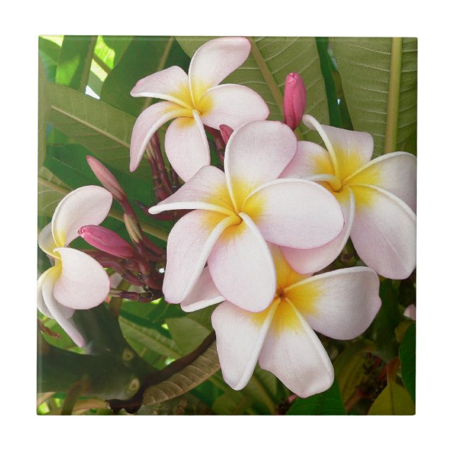 Aloha Hawaiian Frangipani Blossoms Plumerias Tile (Front)
