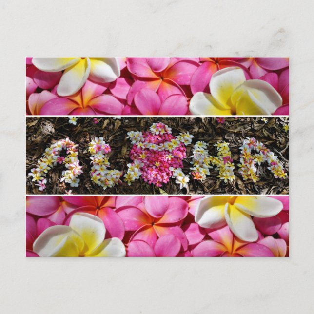 Aloha Honu Turtle Hawaii Plumeria Flower Paradise Postcard (Front)