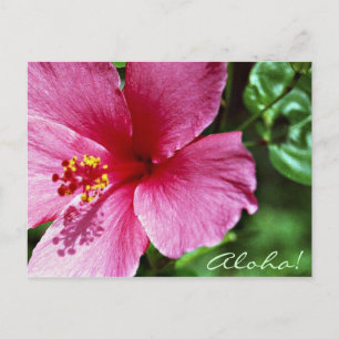 Aloha! Pink Hibiscus Postcard