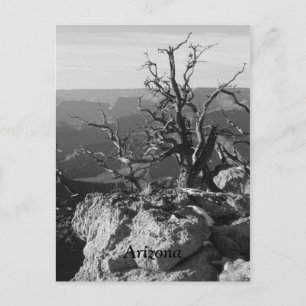 Alone in Arizona Postcard