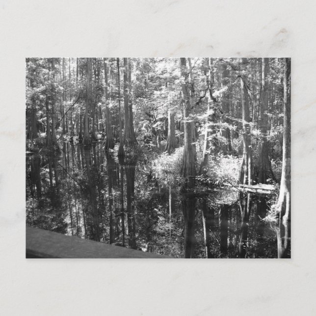 Along the Bank Postcard (Front)