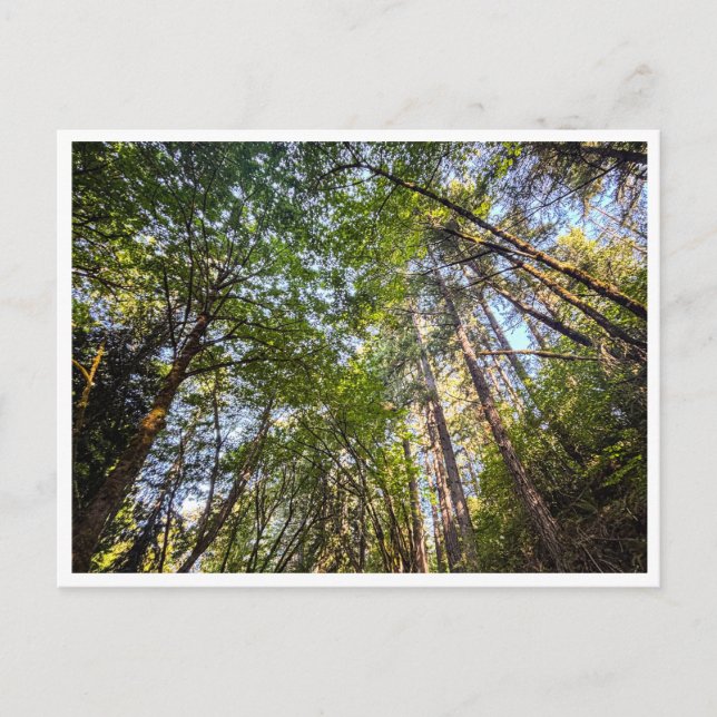 Along the trail postcard (Front)