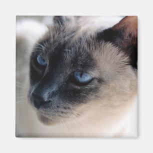 Aloof Siamese Cat Magnet